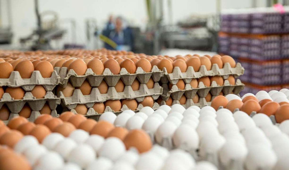  مدیرکل دفتر طیور وزارت جهاد کشاورزی: صادرات تخم مرغ متوقف شد